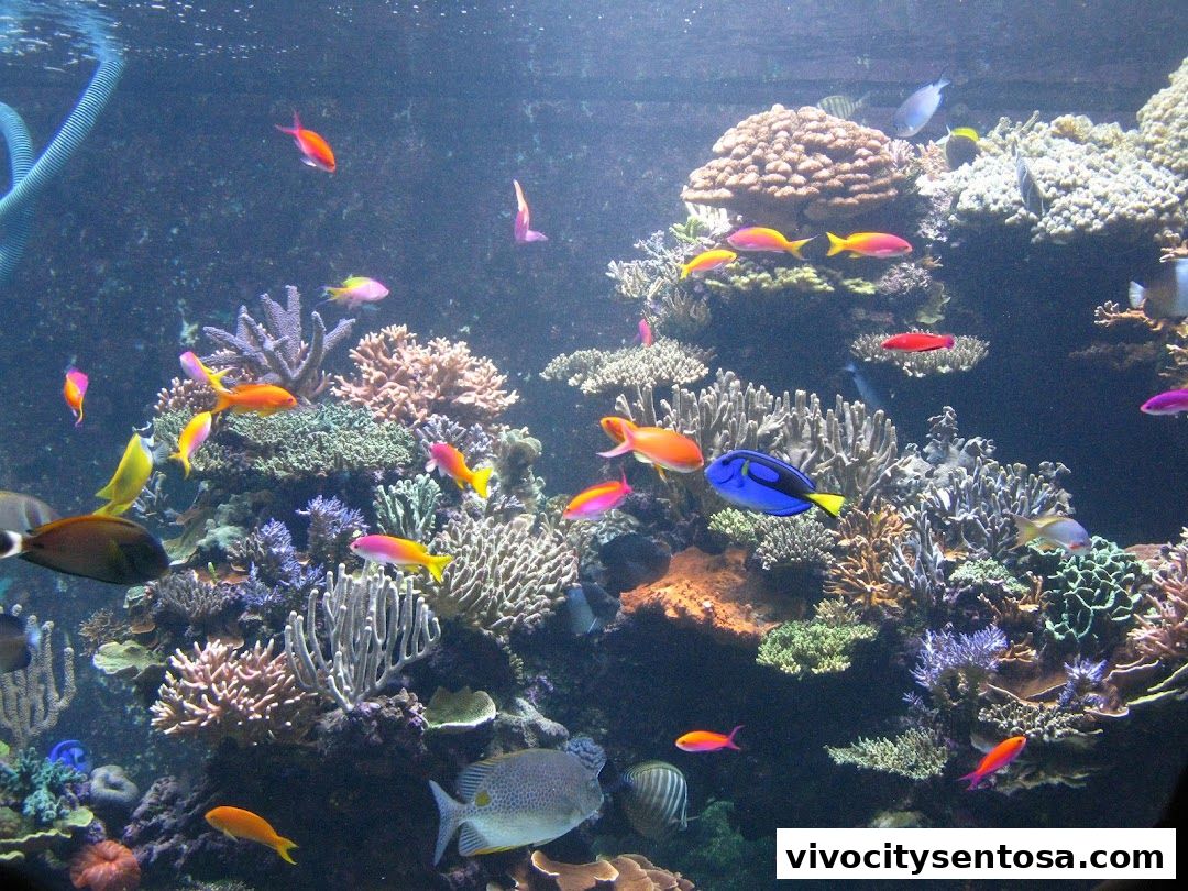 Adventure Cove Waterpark