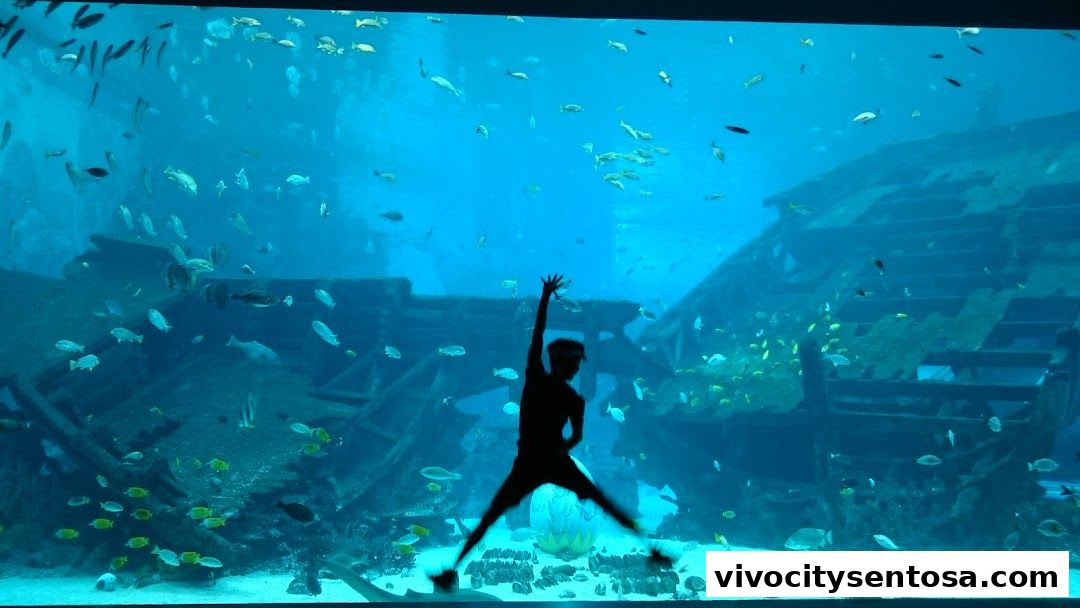 Adventure Cove Waterpark