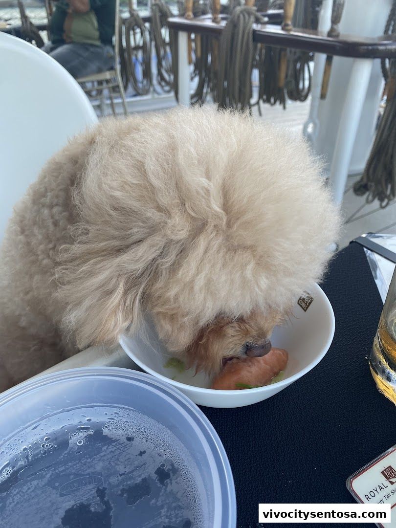 Dog Cruise Singapore