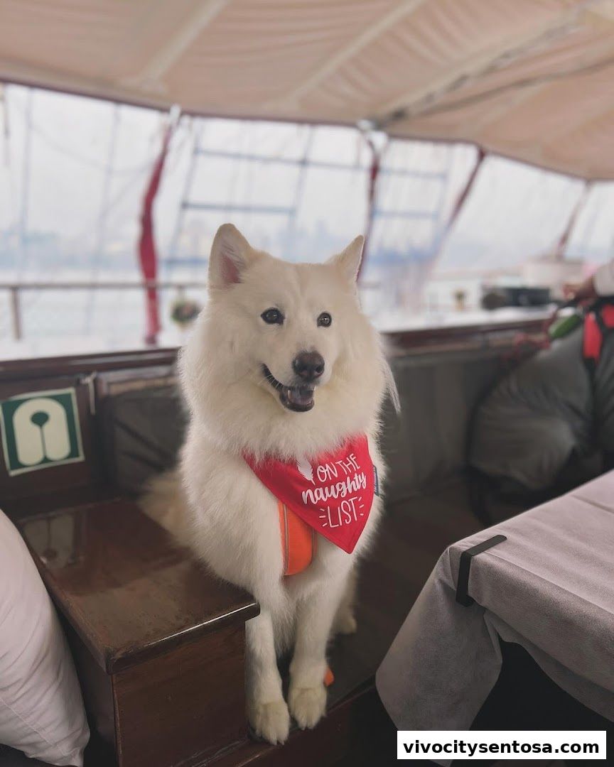 Dog Cruise Singapore