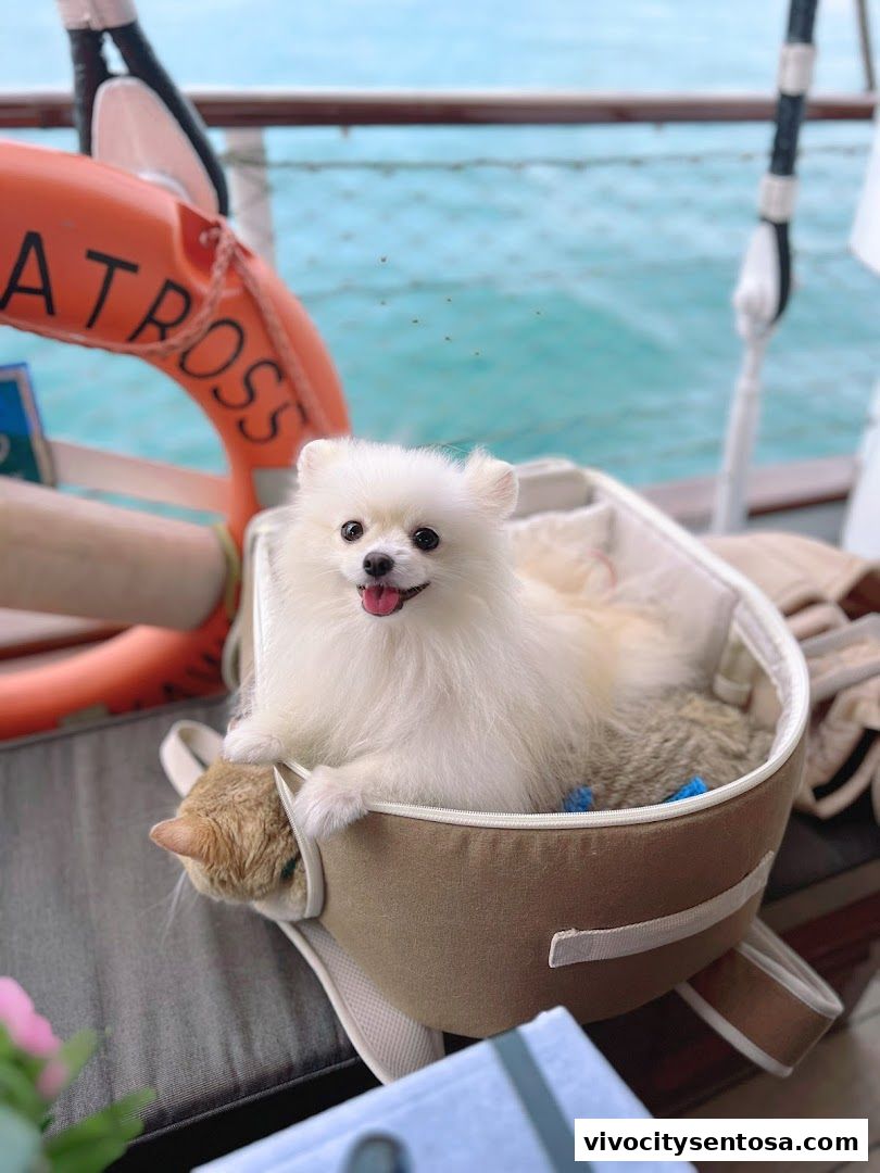Dog Cruise Singapore
