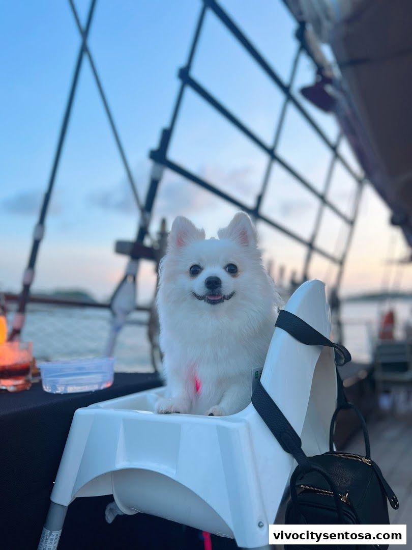 Dog Cruise Singapore
