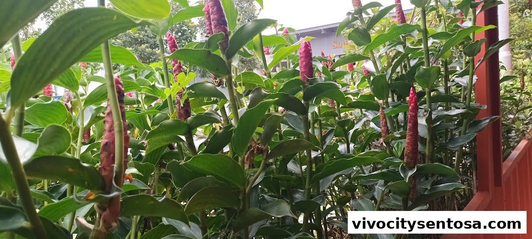 HeadRock VR Singapore