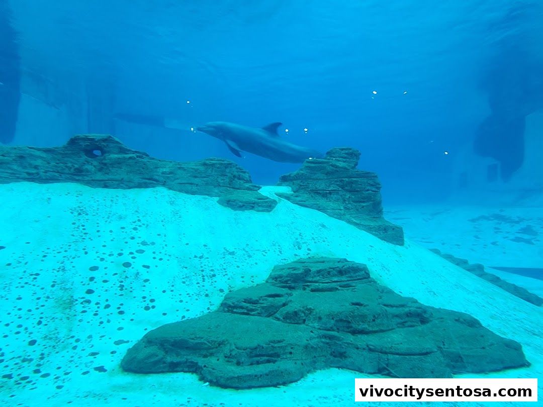 Marine Mammal Habitat