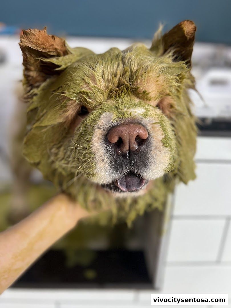 Petpawroni Sentosa Cove