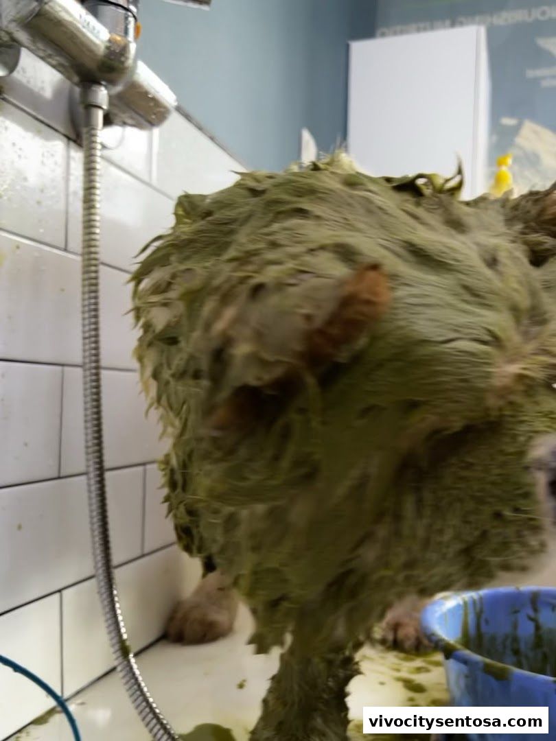 Petpawroni Sentosa Cove