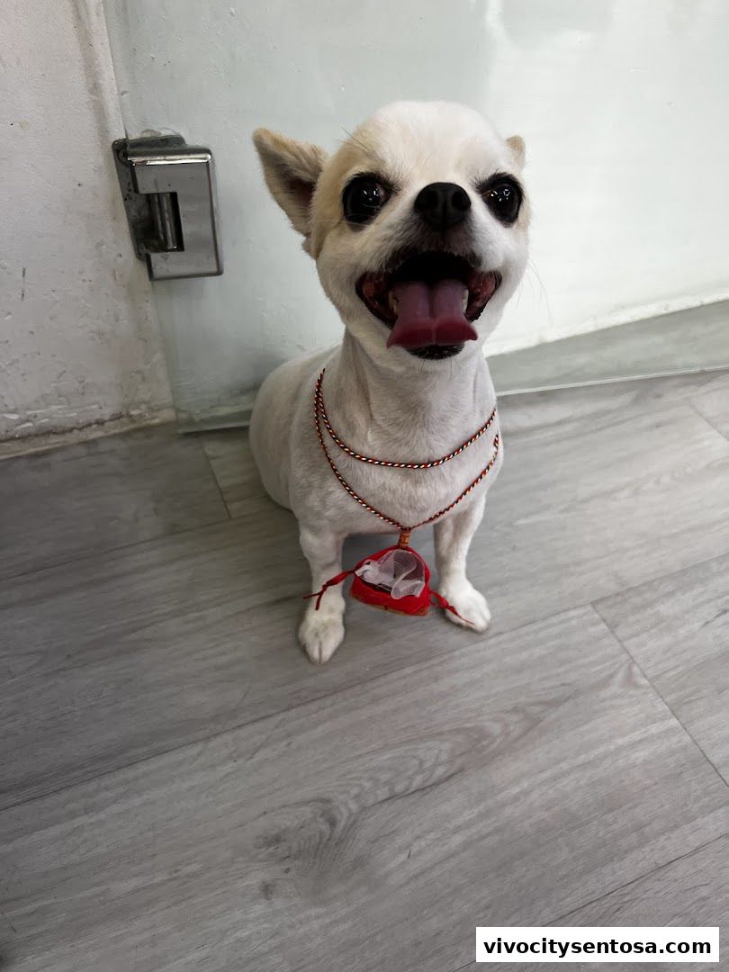 Petpawroni Sentosa Cove