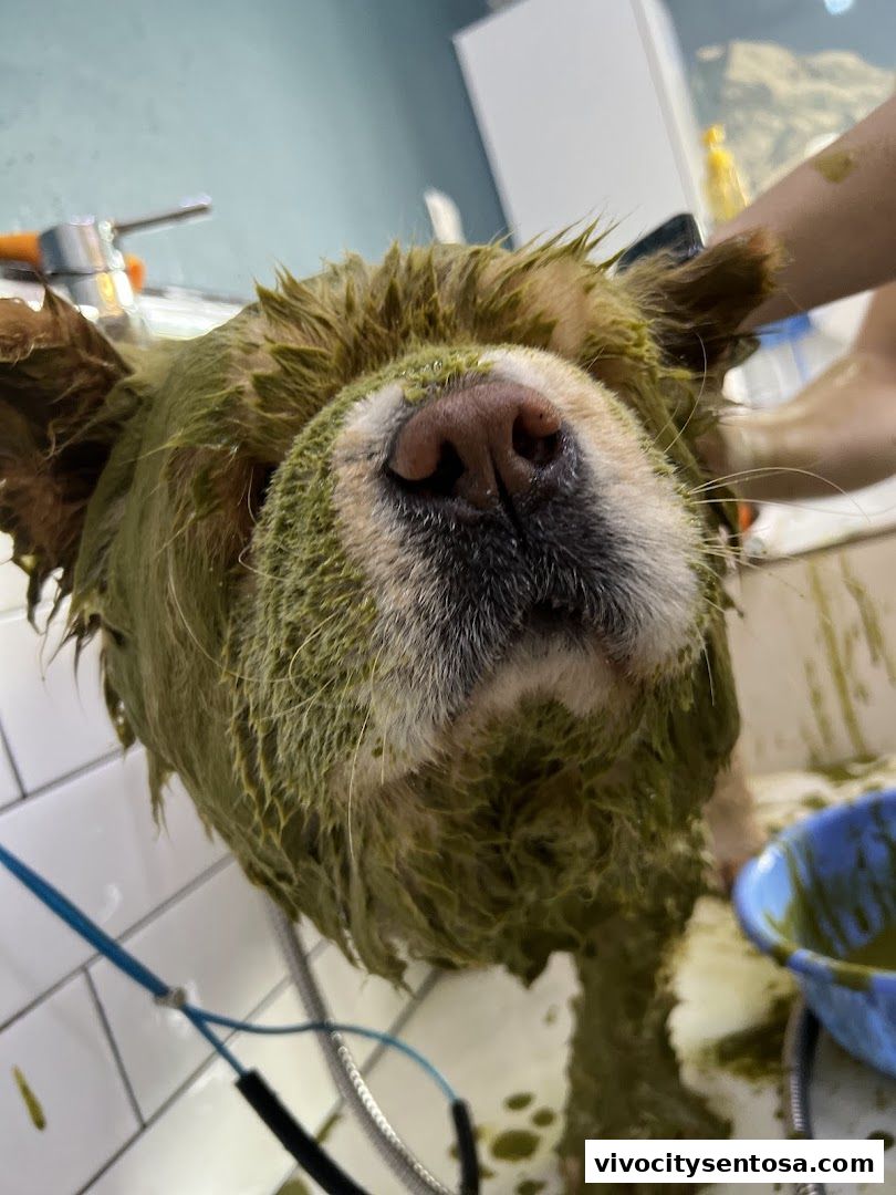 Petpawroni Sentosa Cove