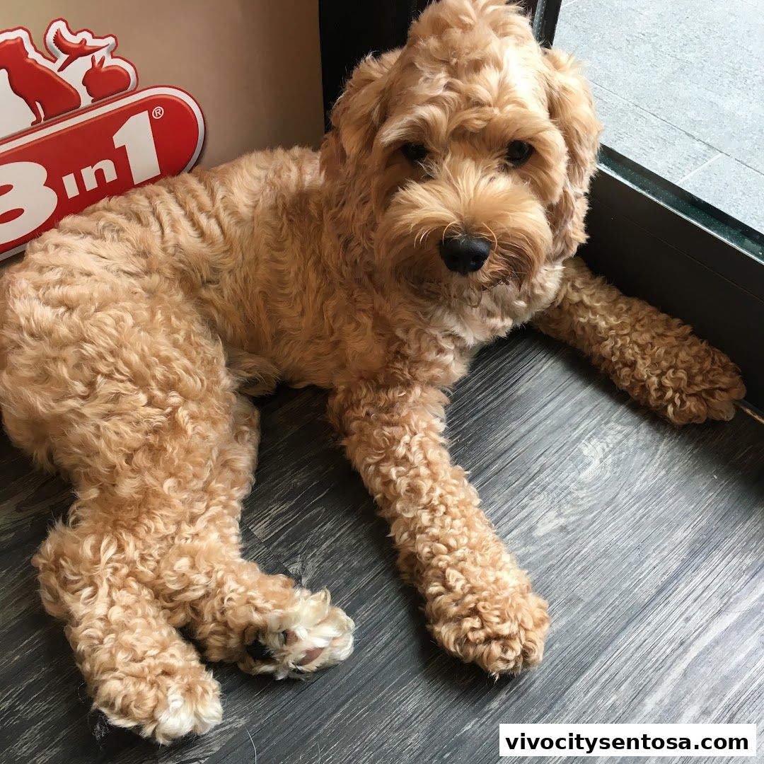 Petpawroni Sentosa Cove