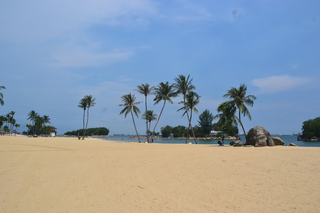 A sandy beach with palm trees and the ocean under a blue sky.