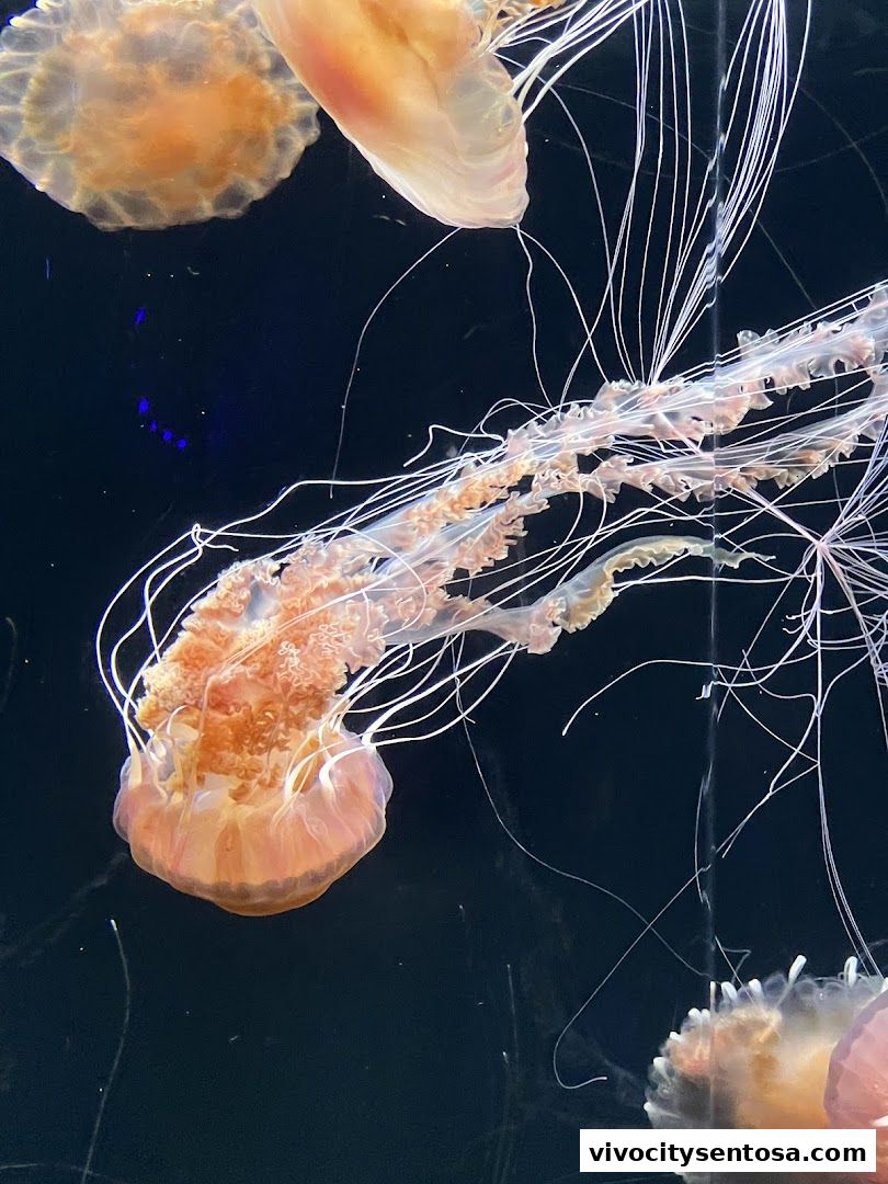 Singapore Oceanarium