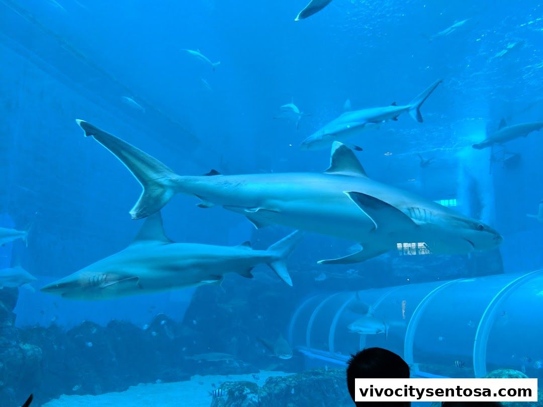 Singapore Oceanarium