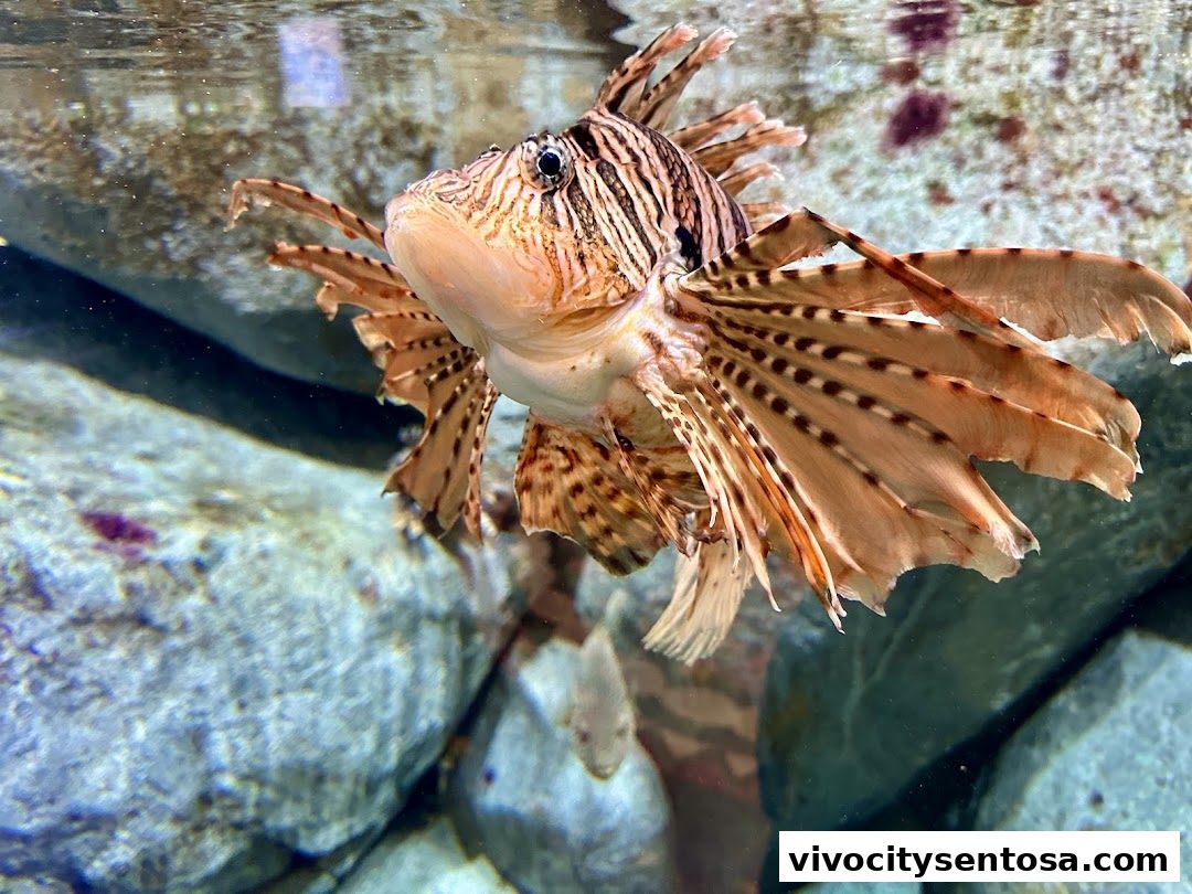 Singapore Oceanarium