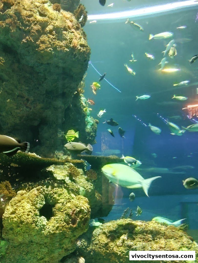 Singapore Oceanarium