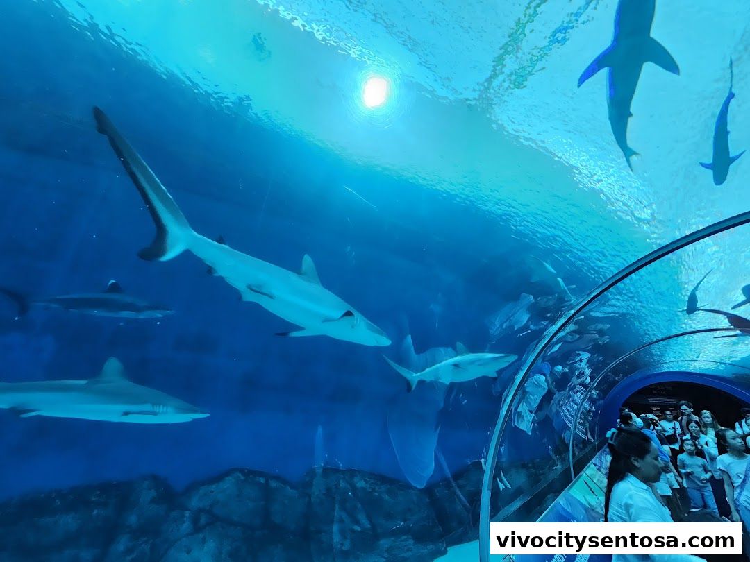 Singapore Oceanarium