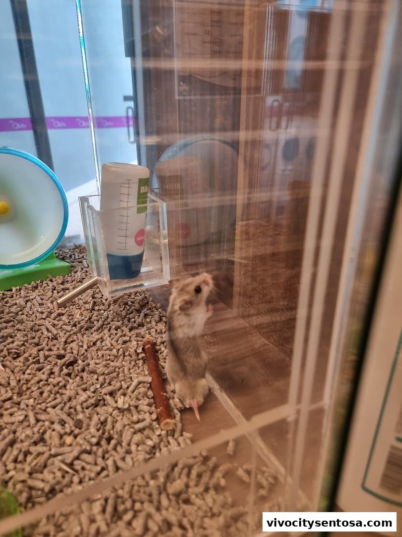 The Pet Safari - VivoCity