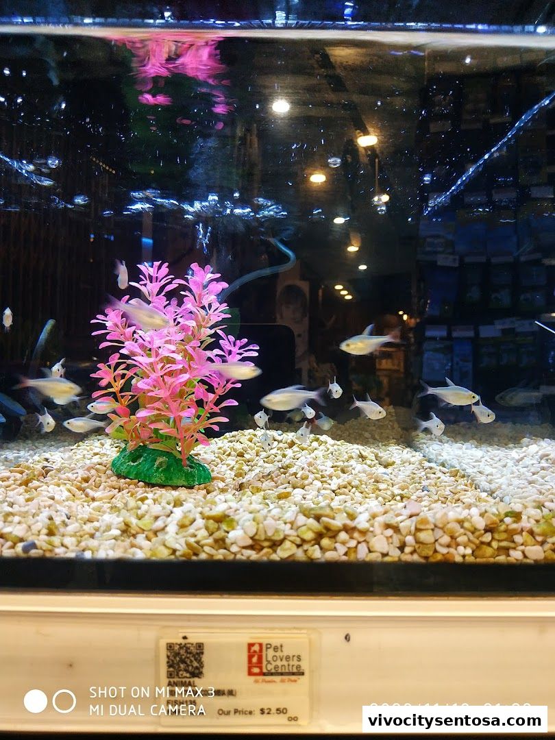 The Pet Safari - VivoCity